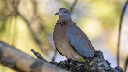 Laughing Dove