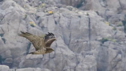 Short-toed Snake Eagle