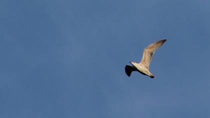 Yellow-legged Gull