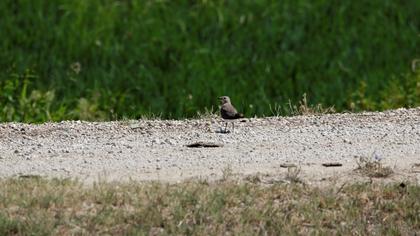 Collared Pratincole