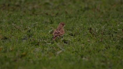 Eurasian Skylark