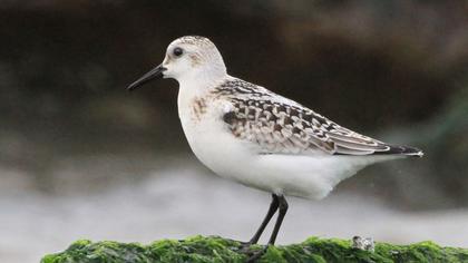 Sanderling
