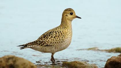 European Golden Plover