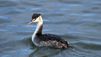 Great Crested Grebe