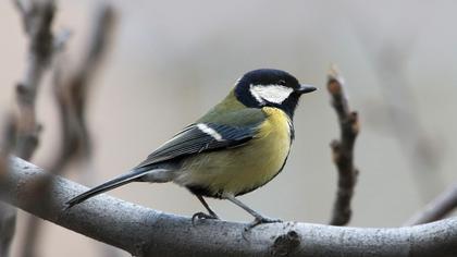Great Tit