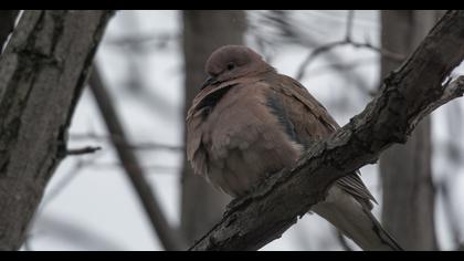 Laughing Dove