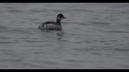 Black-necked Grebe