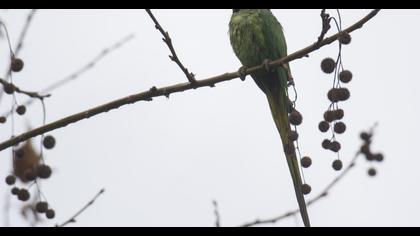 Rose-ringed Parakeet