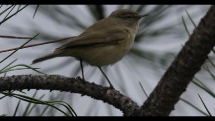 Common Chiffchaff