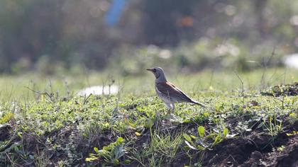 Fieldfare