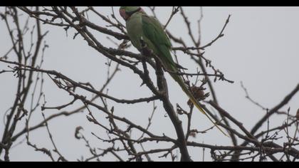 Alexandrine Parakeet