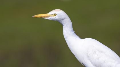 Western Cattle Egret