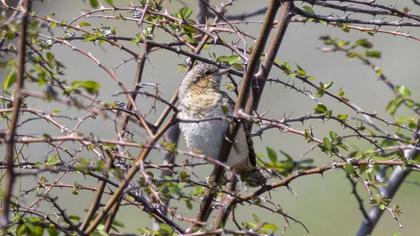 Eurasian Wryneck