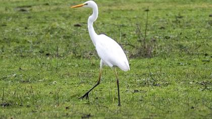 Great Egret
