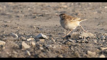 Richard`s Pipit