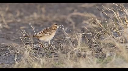 Richard`s Pipit
