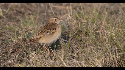 Richard`s Pipit