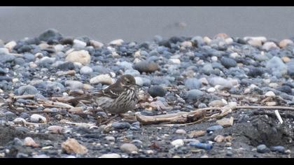 Buff-bellied Pipit