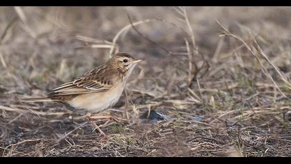 Richard`s Pipit