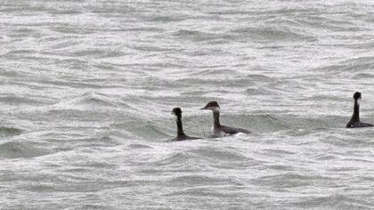 Black-necked Grebe