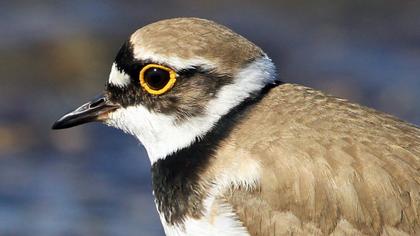Little Ringed Plover