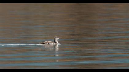 Red-throated Loon
