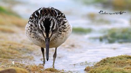 Broad-billed Sandpiper