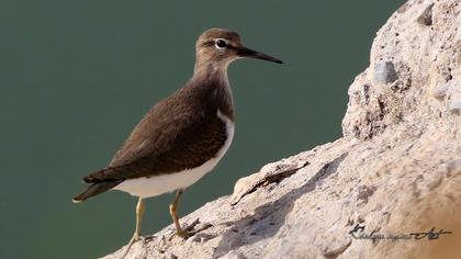 Common Sandpiper