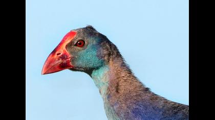 Purple Swamphen