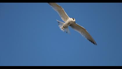Sandwich Tern