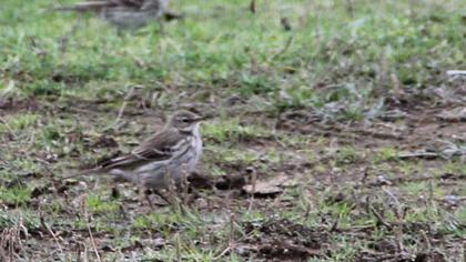 Water Pipit