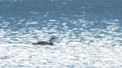 Red-throated Loon