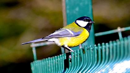 Great Tit