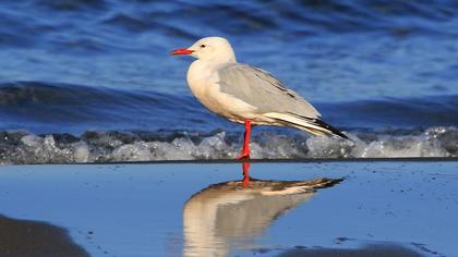 Slender-billed Gull