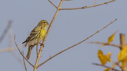 European Serin