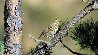 Tree Pipit