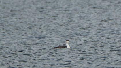 Red-throated Loon