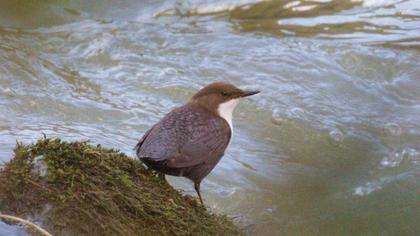 White-throated Dipper