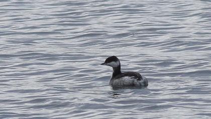 Horned Grebe
