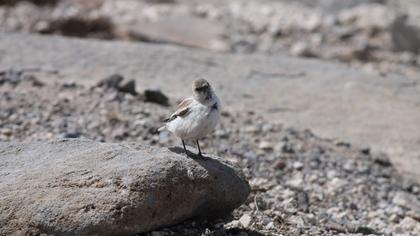 White-winged Snowfinch