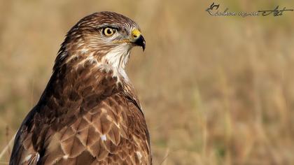 Common Buzzard