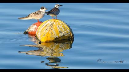 Whiskered Tern
