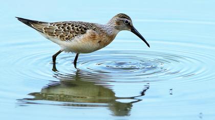 Curlew Sandpiper