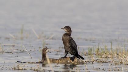 Pygmy Cormorant