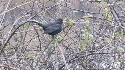 Common Blackbird