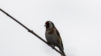 European Goldfinch