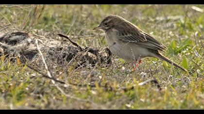 Richard`s Pipit