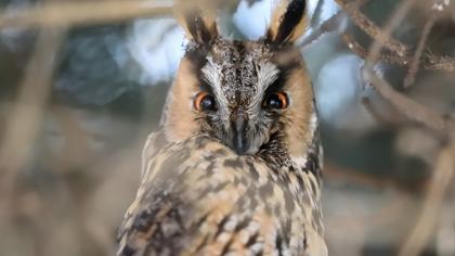 Long-eared Owl