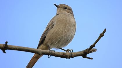 Black Redstart