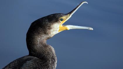 Great Cormorant